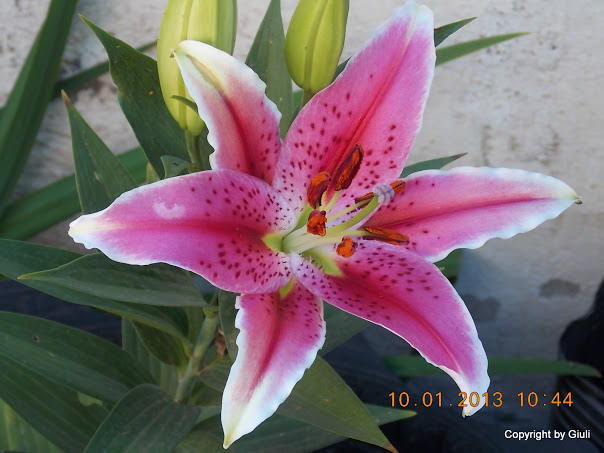 DSCN0983.JPG