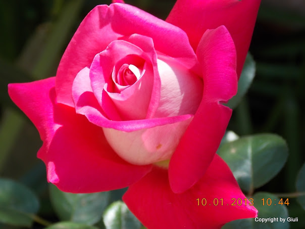 DSCN0984.JPG