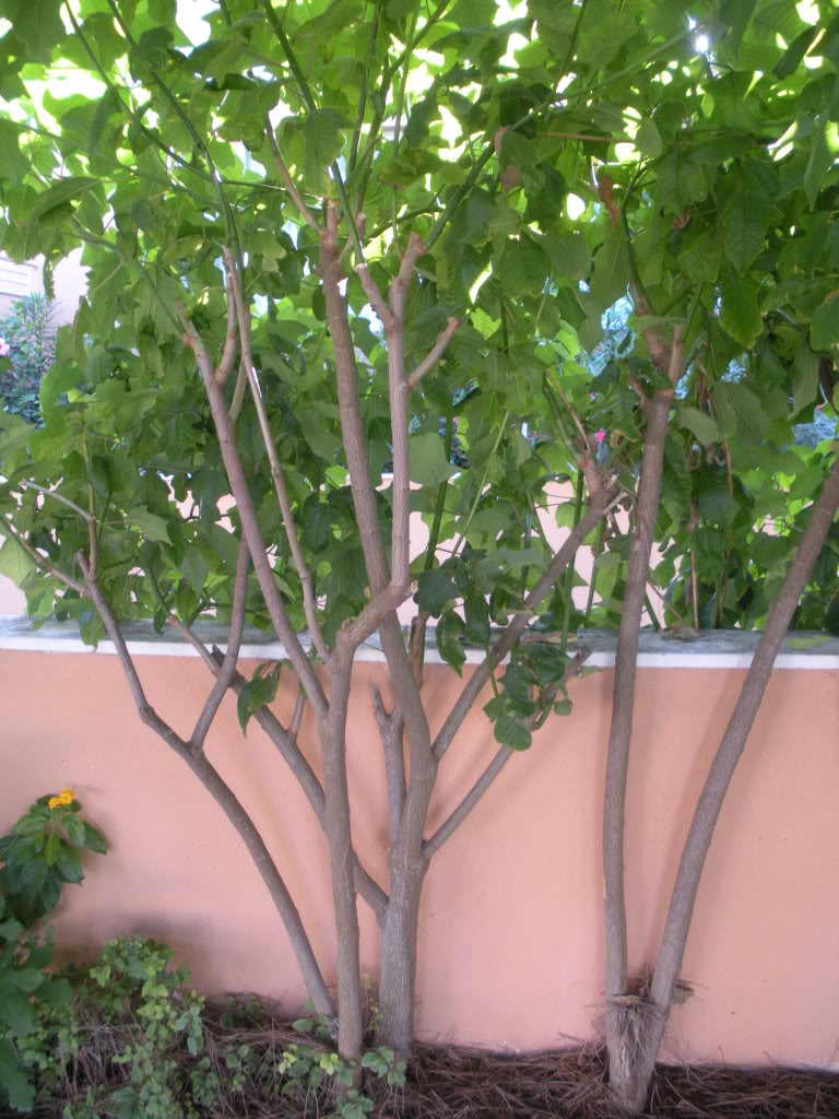 DSCN0985-1.jpg