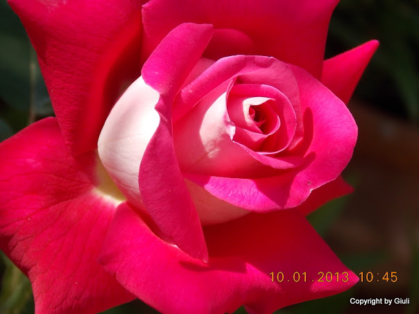 DSCN0985.JPG