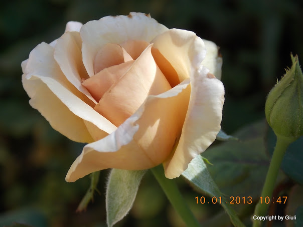 DSCN0988.JPG