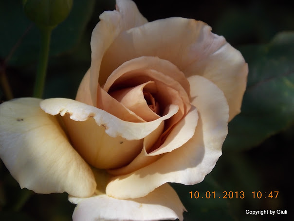 DSCN0989.JPG