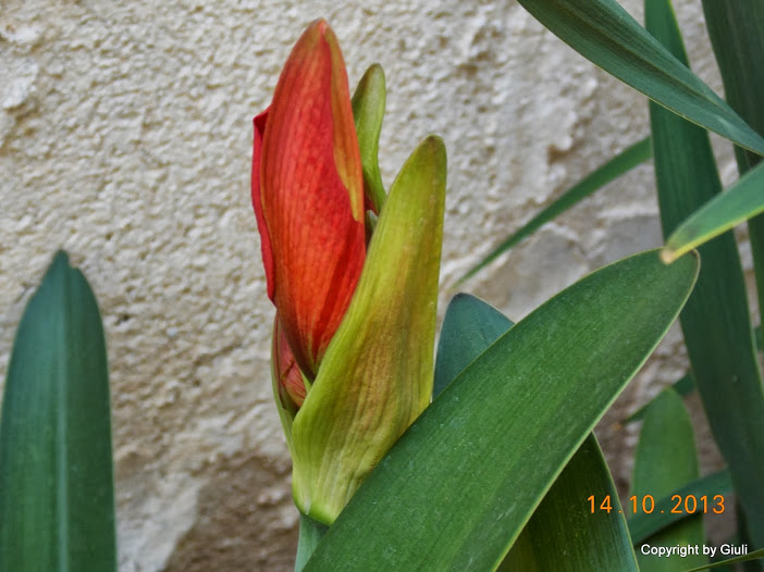 DSCN0999.JPG