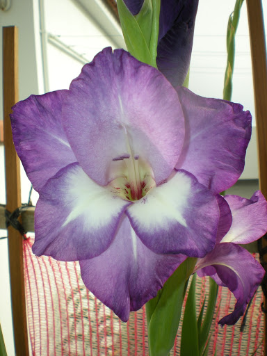 DSCN1001.JPG