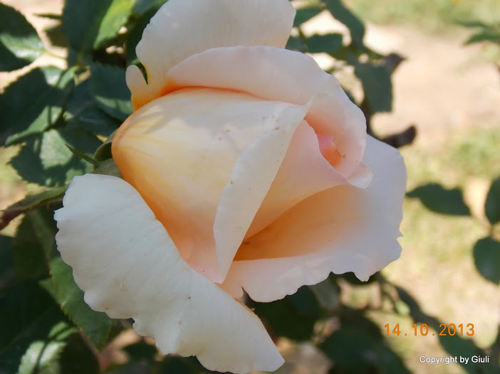 DSCN1004.JPG