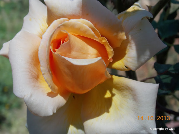DSCN1005.JPG