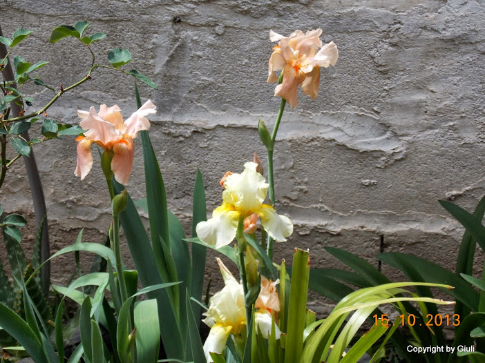 DSCN1014.JPG