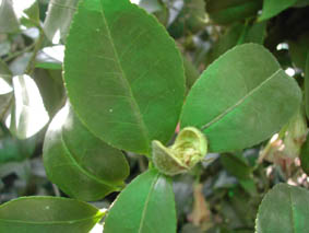 DSCN1017.jpg