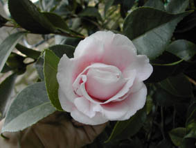 DSCN1018.jpg