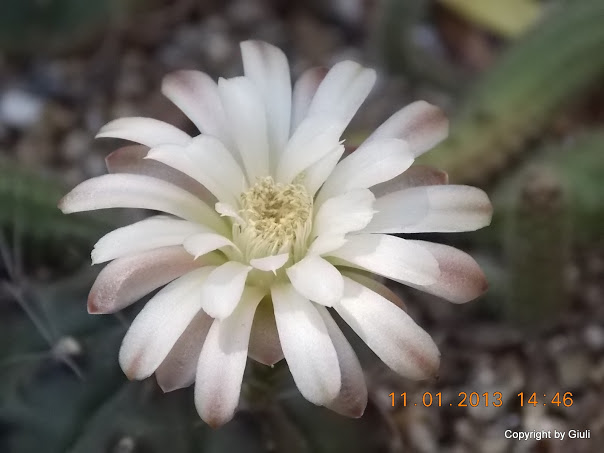 DSCN1018.JPG