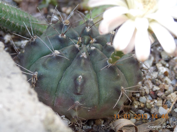 DSCN1019.JPG