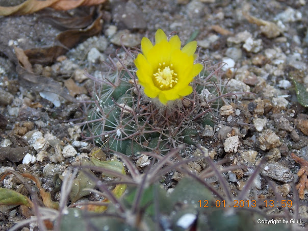 DSCN1021.JPG