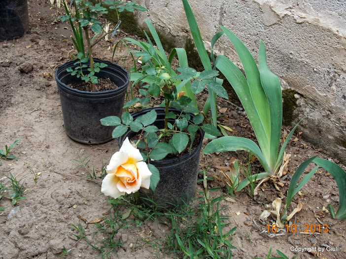 DSCN1033.JPG