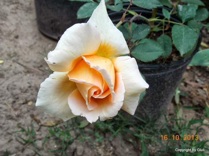 DSCN1034.JPG