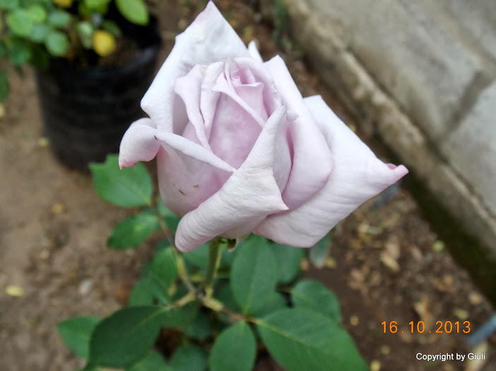 DSCN1035.JPG