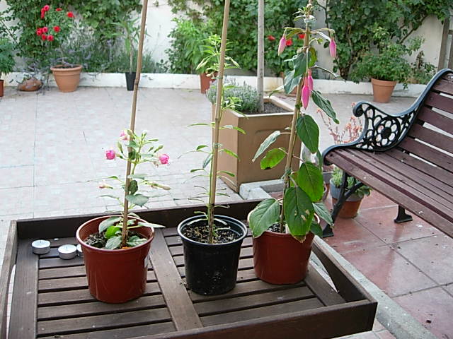 DSCN1036.JPG