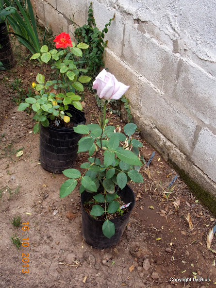 DSCN1036.JPG