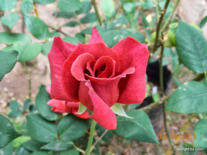 DSCN1039.JPG