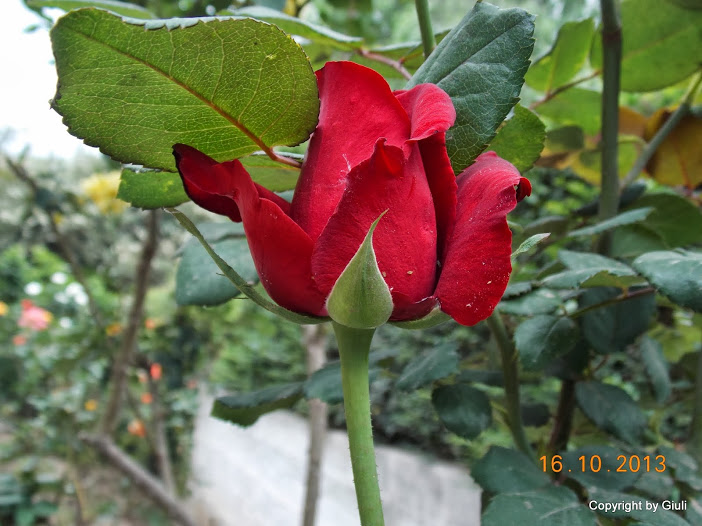 DSCN1040.JPG