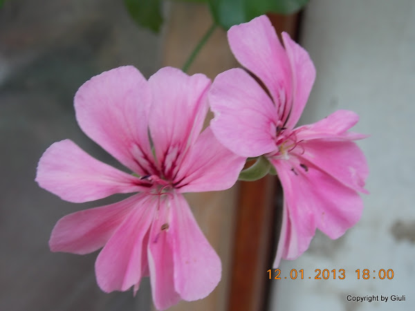 DSCN1043.JPG