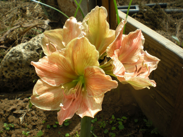 DSCN1044.JPG