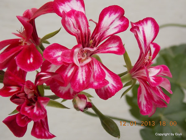 DSCN1044.JPG
