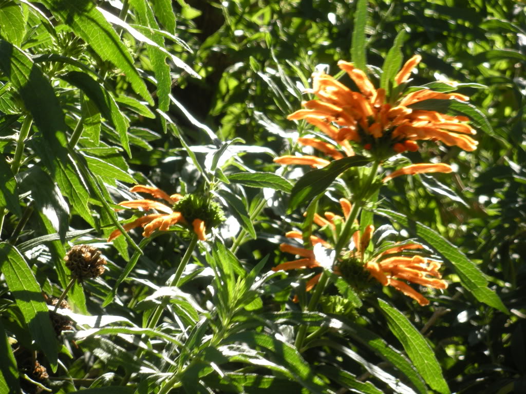 DSCN1046-1.jpg