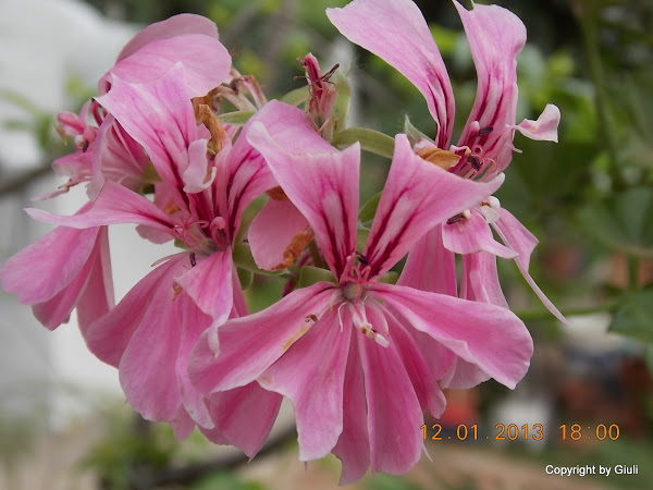 DSCN1046.JPG