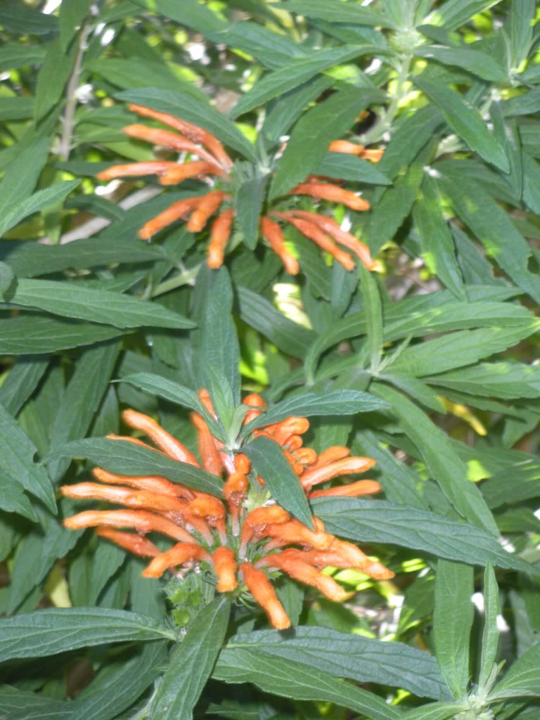 DSCN1047.jpg