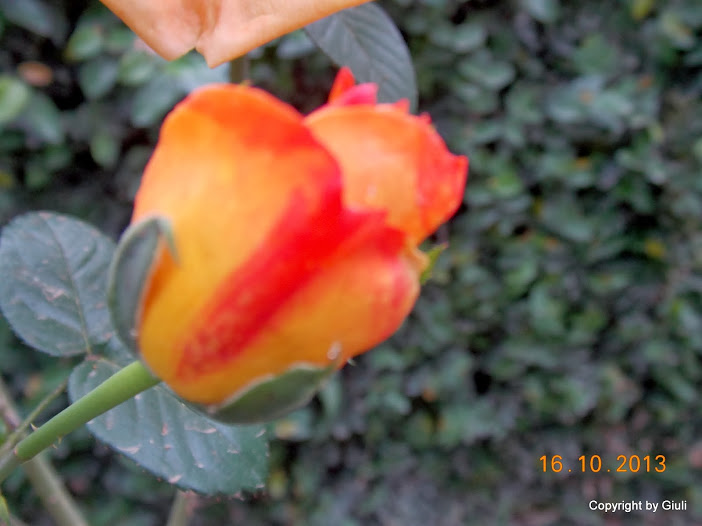 DSCN1050.JPG