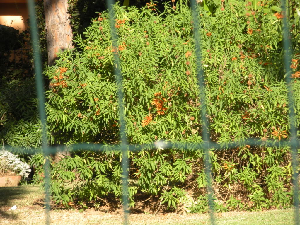 DSCN1051.jpg