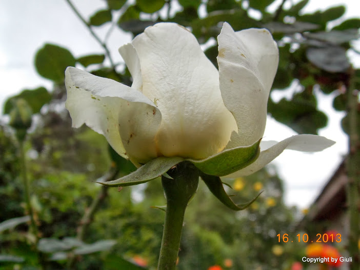 DSCN1052.JPG