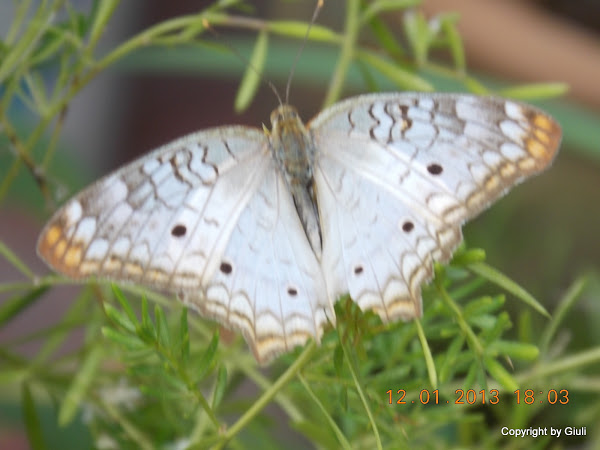 DSCN1055.JPG