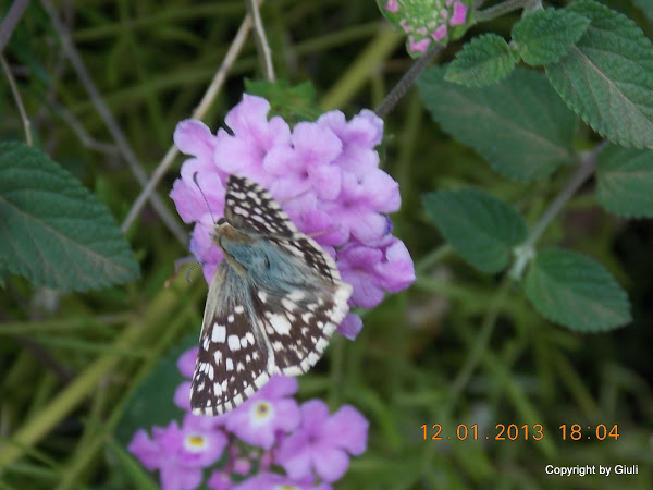 DSCN1056.JPG