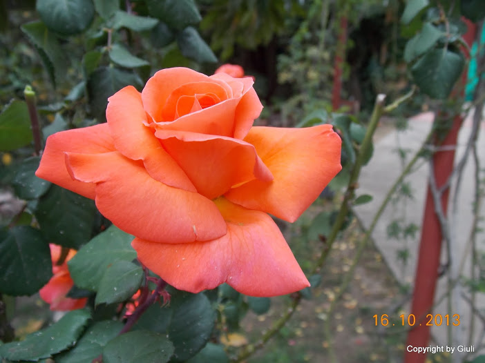 DSCN1058.JPG
