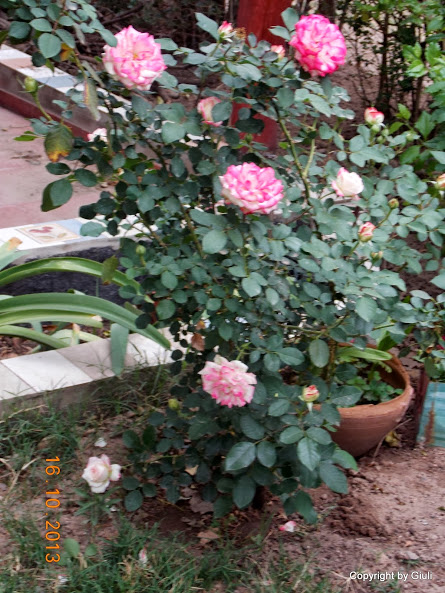 DSCN1061.JPG
