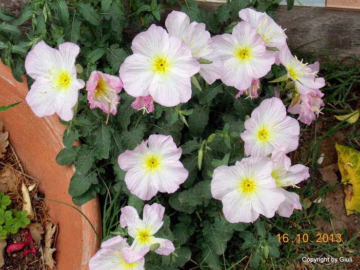 DSCN1065.JPG