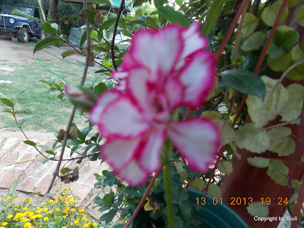 DSCN1071.JPG