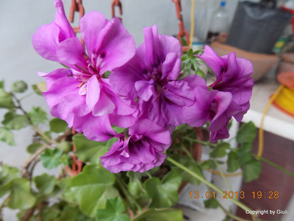 DSCN1078.JPG