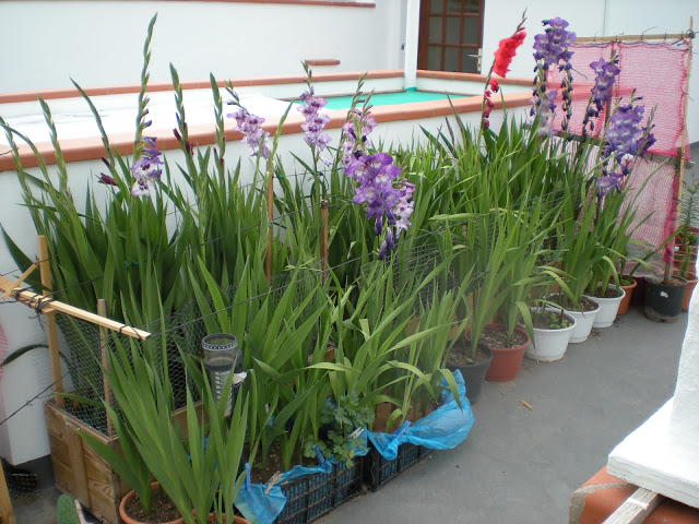 DSCN1082.JPG