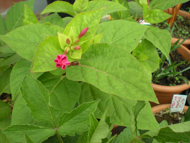 DSCN1083.JPG