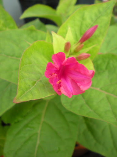 DSCN1085.JPG