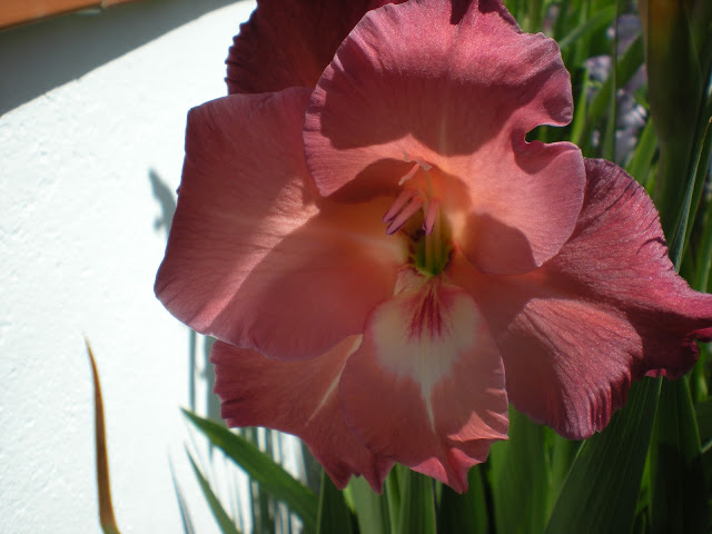 DSCN1088.JPG