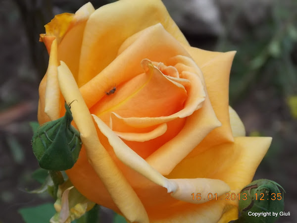 DSCN1093.JPG