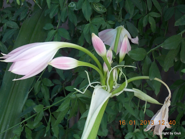 DSCN1098.JPG