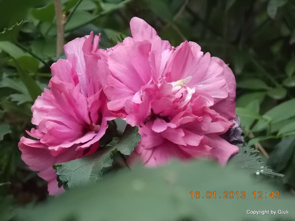 DSCN1107.JPG
