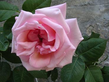 DSCN1120.JPG