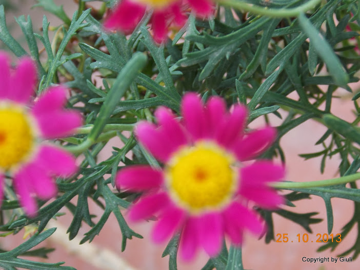 DSCN1121.JPG