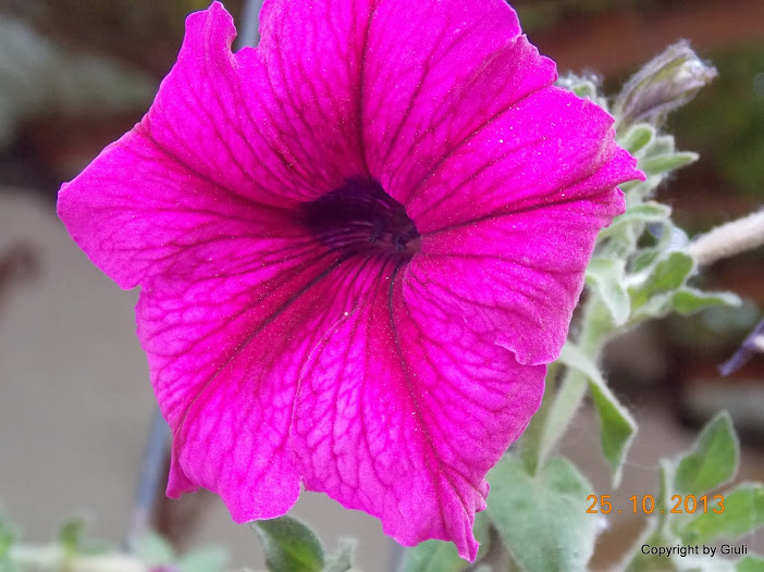 DSCN1129.JPG