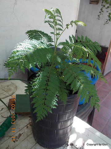 DSCN1138.JPG